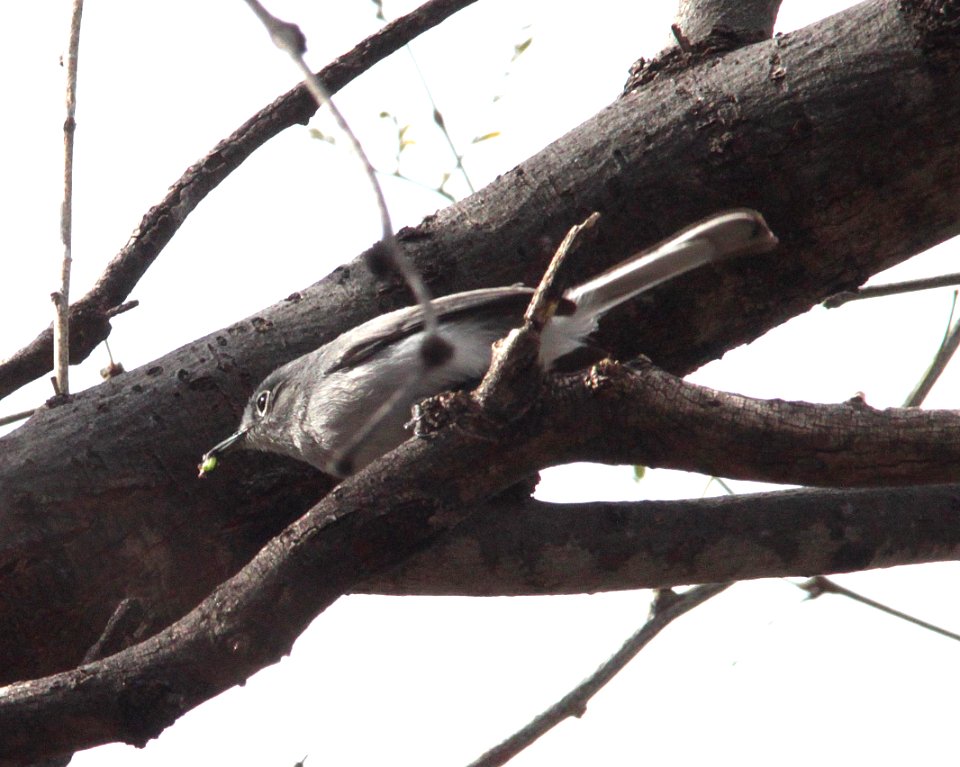 GNATCATCHER, BLACK-CAPPED (2-19-12) patagonia lake, scc, az -05