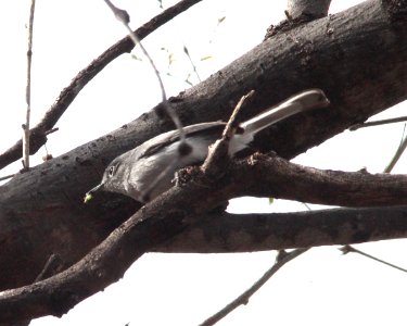 GNATCATCHER, BLACK-CAPPED (2-19-12) patagonia lake, scc, az -05