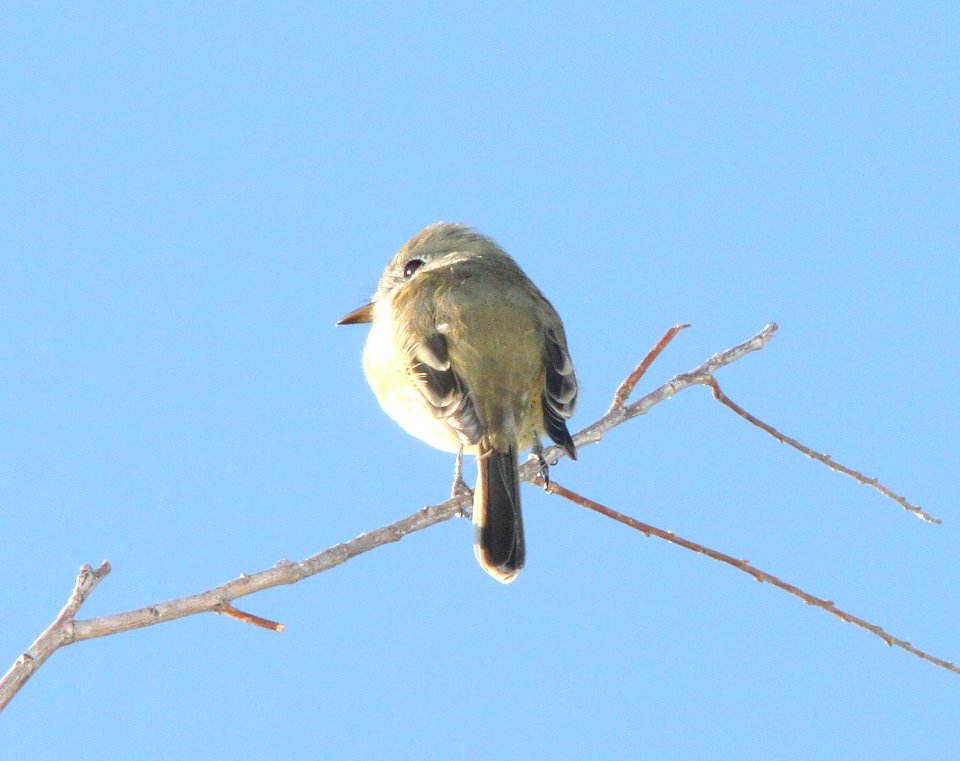 FLYCATCHER, DUSKY (10-22-11) patagonia lake, scc, az -07