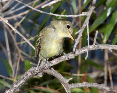 FLYCATCHER, WESTERN (9-25-11) first year, pena blanca lake, scc, az - 02