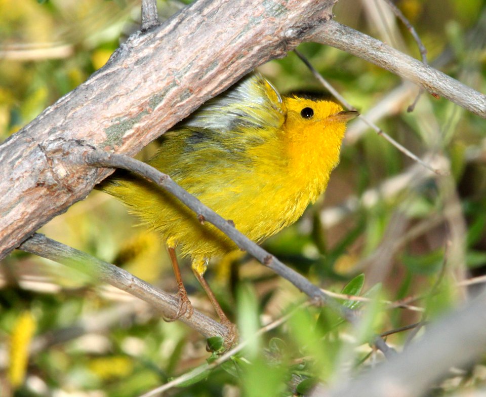 WARBLER, WILSON'S (4-3-12) pena blanca lake, scc, az -06