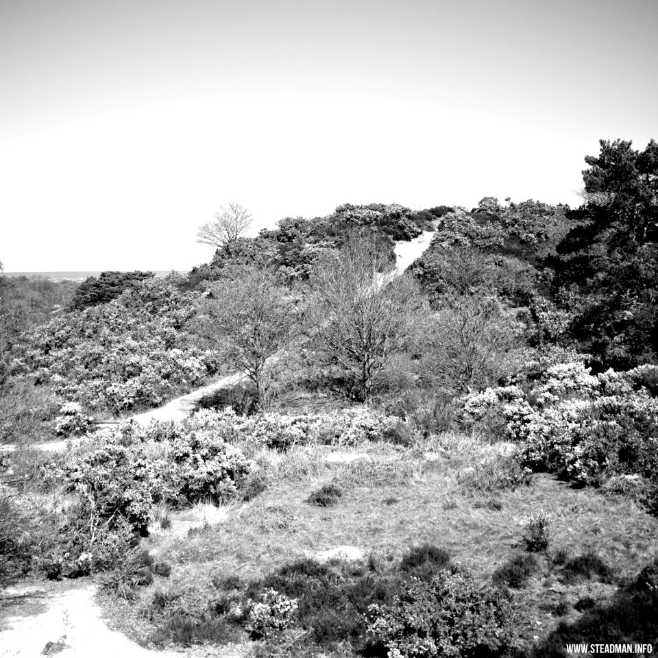 South Farnborough Landscape