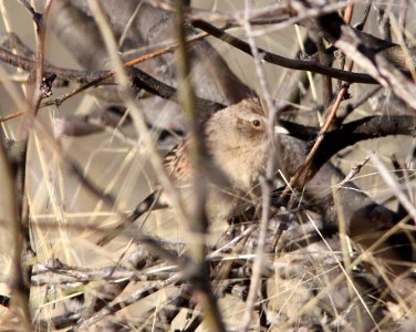 SPARROW, BOTTERI'S (2-5-13) circulo montana, patagonia lake ranch estates, scc, az -SURVEY LOCATION 05 a
