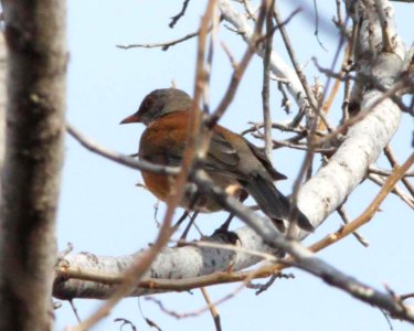 ROBIN, RUFOUS-BACKED (1-28-12) patagonia-sonoita creek preserve, scc, az -04