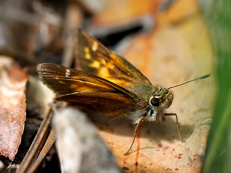 SKIPPER, TAXILES (Poanes taxiles) (8-8-11) madera canyon, scc, az -04