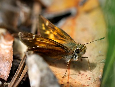 SKIPPER, TAXILES (Poanes taxiles) (8-8-11) madera canyon, scc, az -04