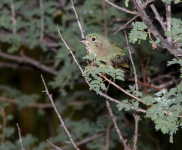 BUNTING, PAINTED (9-6-11) kino springs, scc, az -01