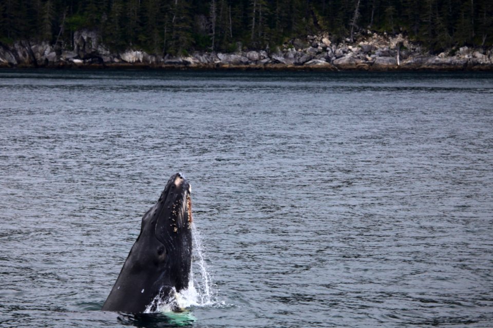 Humpback breaching