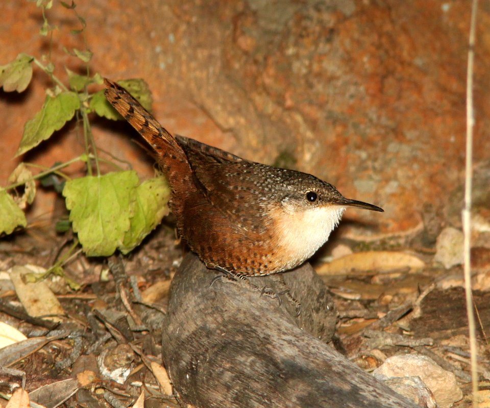 WREN, CANYON (11-2-12) lower humboldt cyn, patagonia mts, scc, az -02