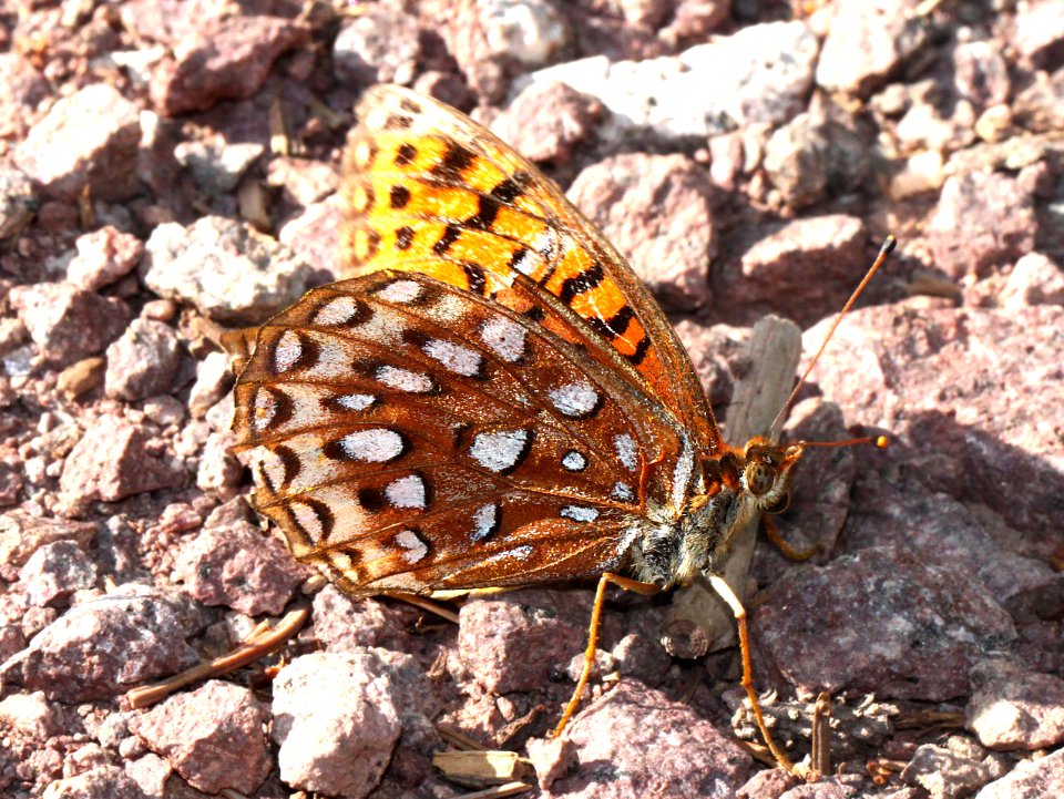 FRITILLARY, WHITE MOUNTAIN APHRODITE (Speyeria ahrodite hyblis (8-11-12) hannigan meadows, white mountains, az - (3)