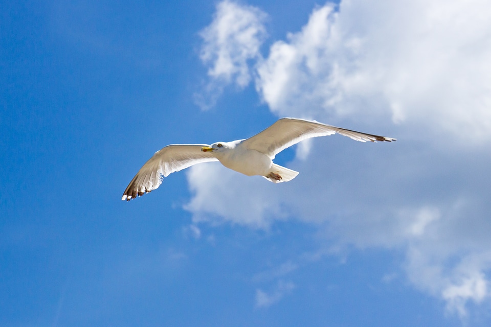 Seagull clouds sea