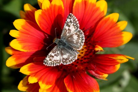 CHECKERED-SKIPPER, COMMON (Pyrgus communis) (10-29-11) 78 circulo montana, patagonia lake ranch estates, scc, az -01