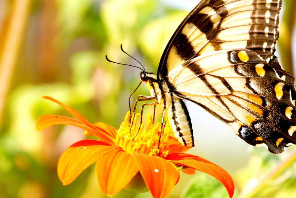 Swallowtail Butterfly - Boyds  MD