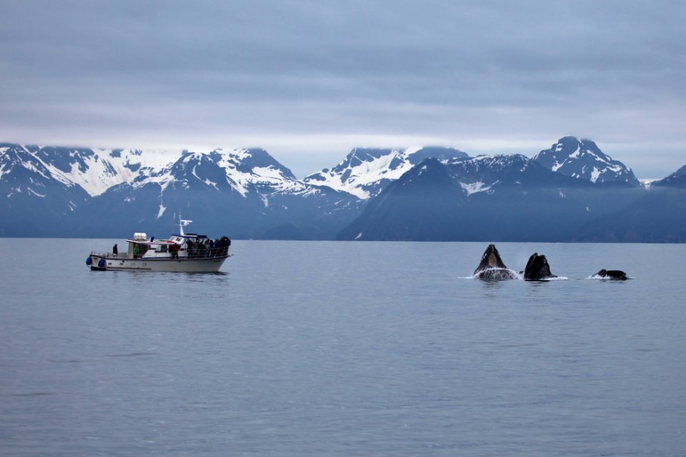 Humpback whales "bubble-net" feeding