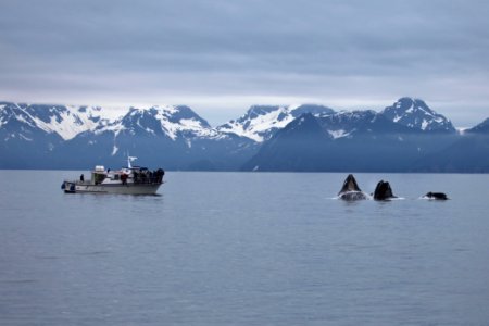Humpback whales "bubble-net" feeding