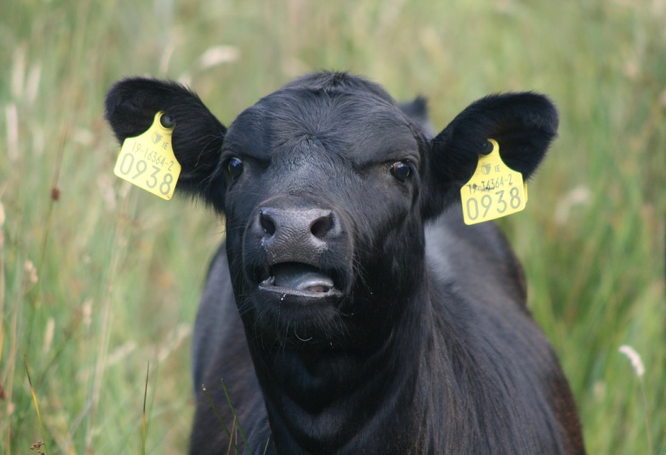 Farm animal agriculture