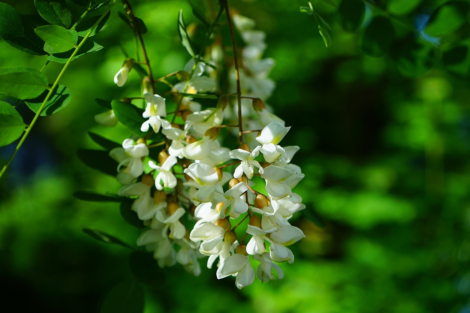 Common maple robinia tree