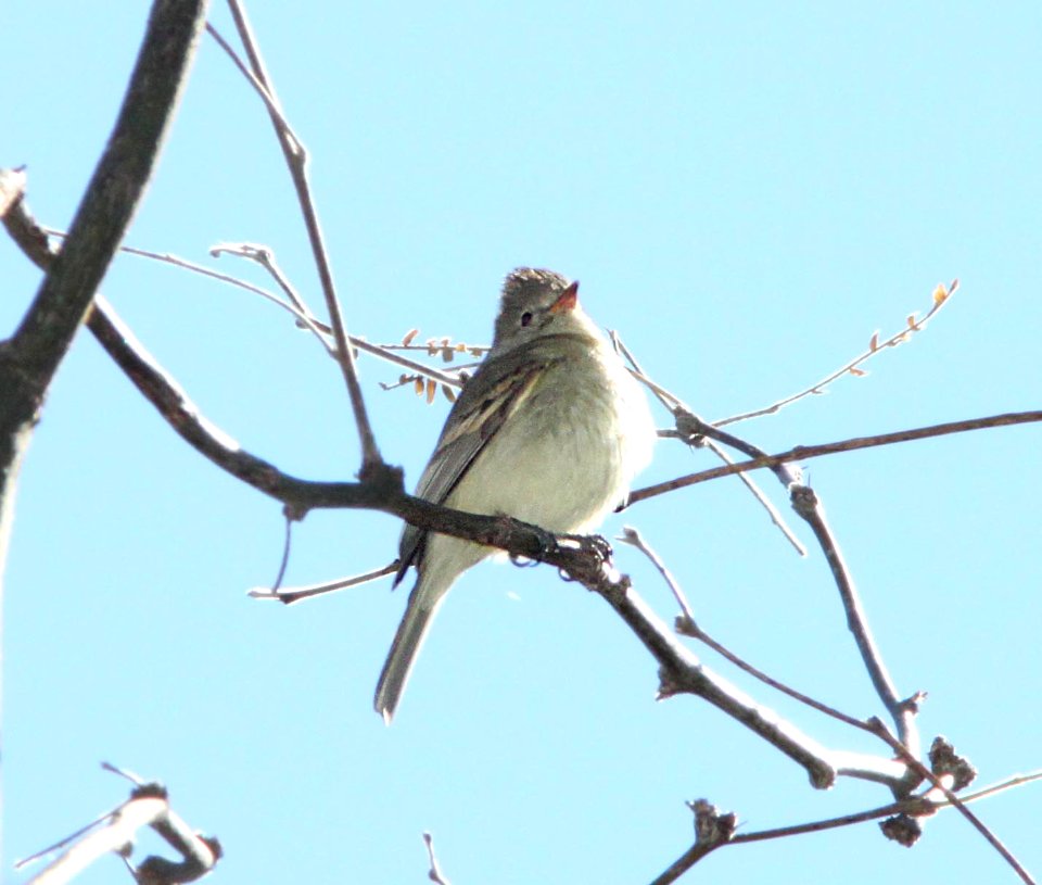 TYRANNULET, NORTHERN BEARDLESS (2-13-12) s of clark's crossing, carmen, scc, az -01
