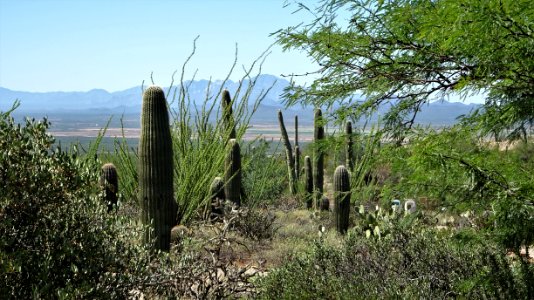 2019.09.30 Sonora Desert Museum