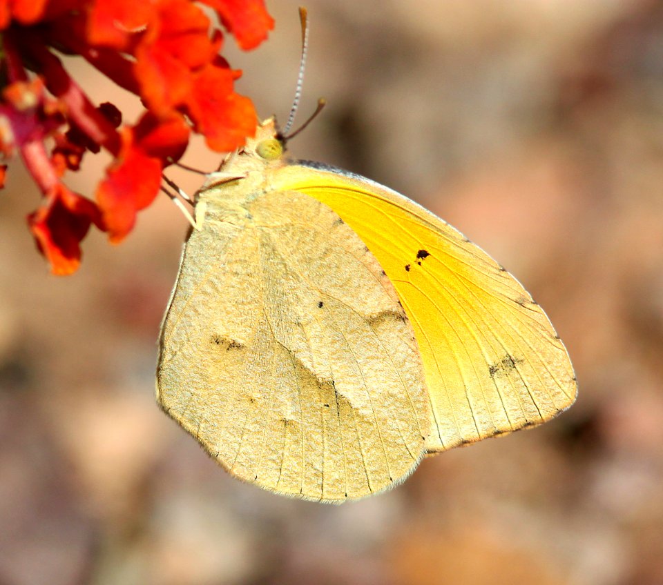 ORANGE, SLEEPY (Eurema nicippe) (10-1-12) winter form, 78 circulo montana, patagonia lake ranch estates, scc, az -01