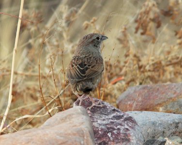 SPARROW, BOTTERI'S (6-1-11) 78 circulo montana, patagonia lake ranch estates, scc, az -01