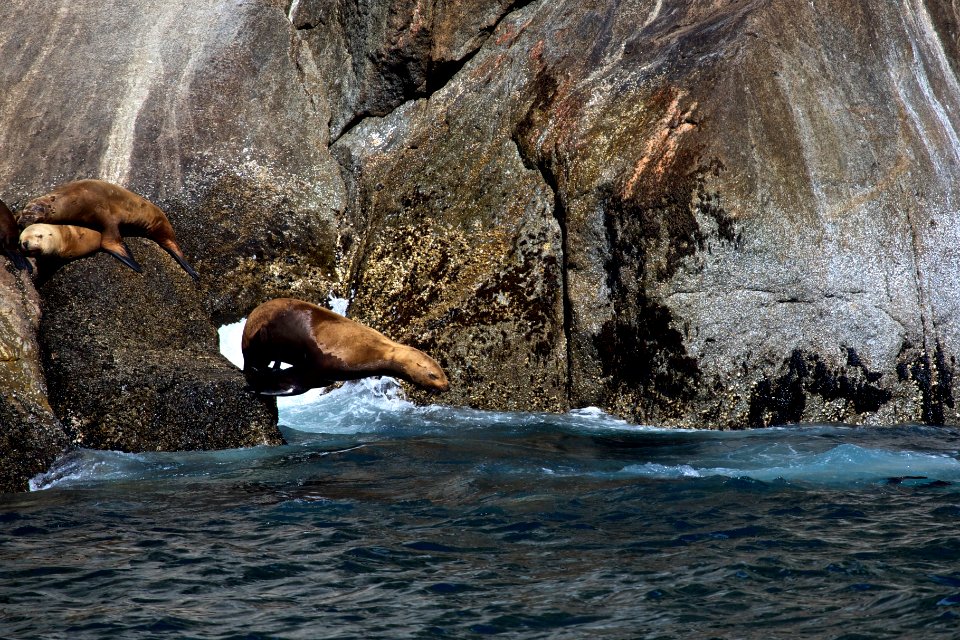 Steller Sea Lions