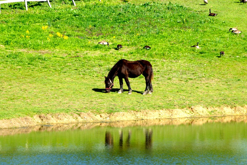 Watering Hole