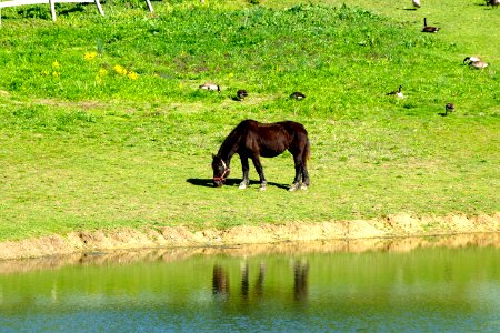 Watering Hole