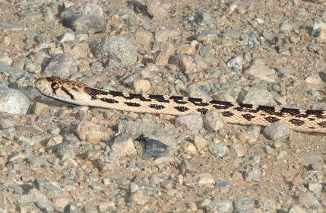 SNAKE, GOPHER (pituophis catenifer) (6-16-11) henry mts, garfield co, ut  (1)