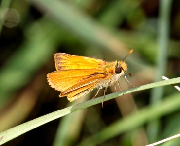 SKIPPER, SUNRISE (Adopaeoides prittwitzi) (10-6-12) parker canyon lake area, cochise co, az -02