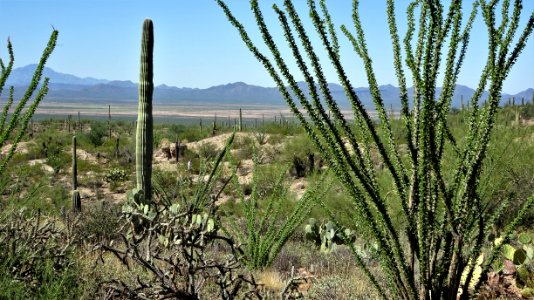 2019.09.30 Sonora Desert Museum