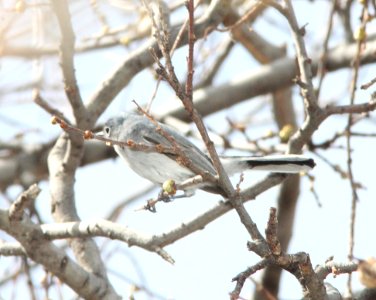GNATCATCHER, BLACK-CAPPED?? (3-25-12) first wash, patagonia lake, scc, az -02