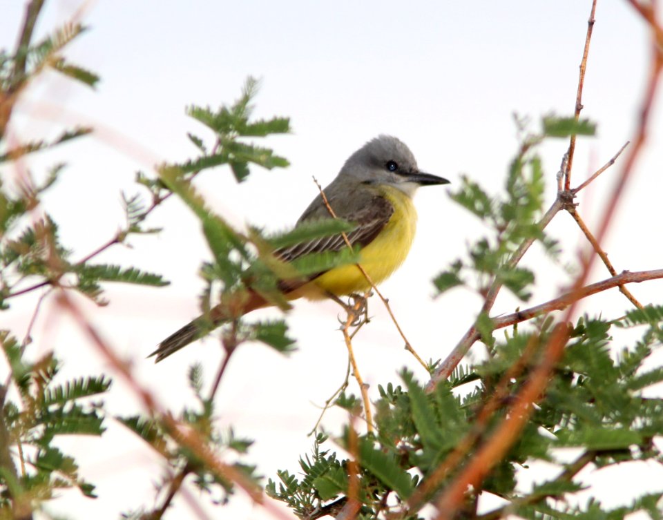 KINGBIRD, TROPICAL (6-1-11) de anza trail north from rio rico dr, rio rico, scc, az -01