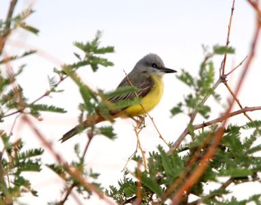 KINGBIRD, TROPICAL (6-1-11) de anza trail north from rio rico dr, rio rico, scc, az -01