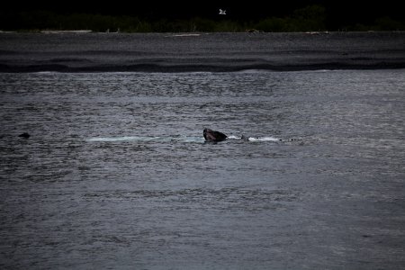 Humpback whales "bubble-net" feeding