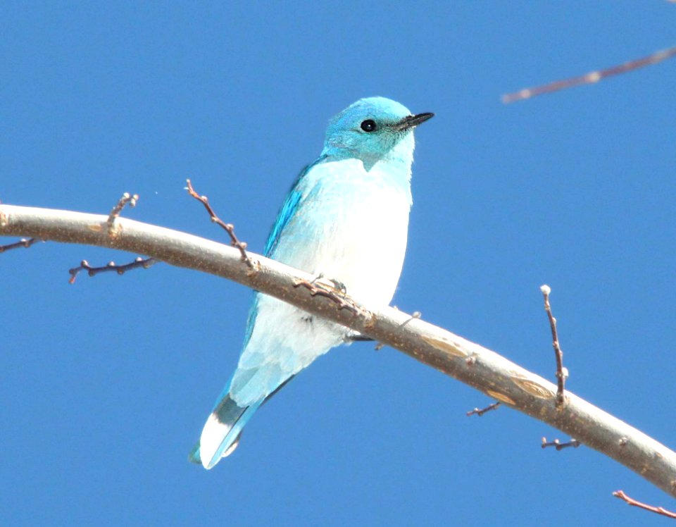 BLUEBIRD, MOUNTAIN (1-30-12) patagonia lake, scc, az -07