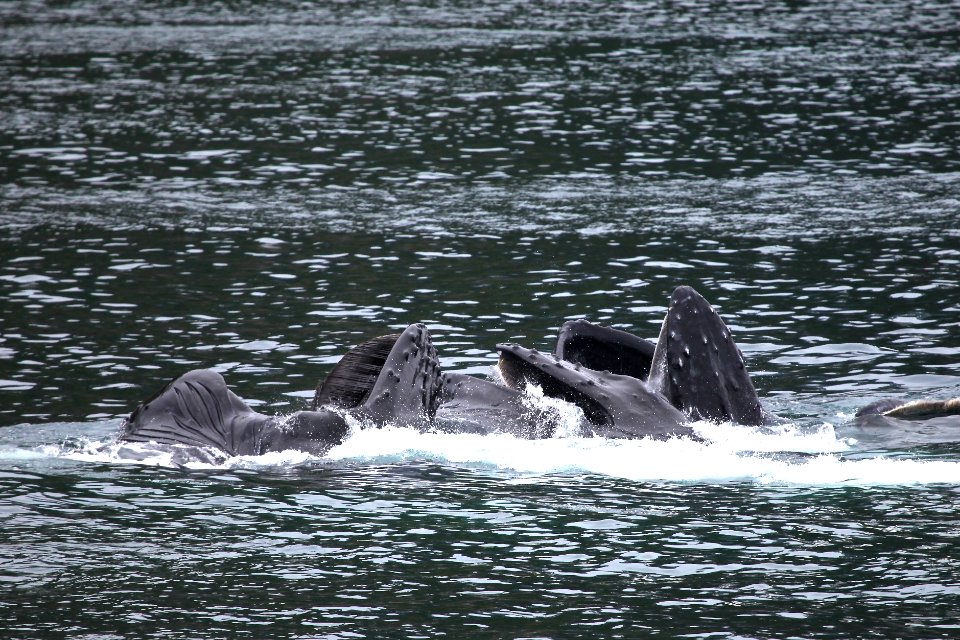 Humpback whales "bubble-net" feeding