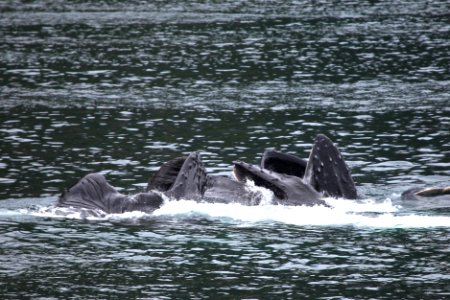 Humpback whales "bubble-net" feeding
