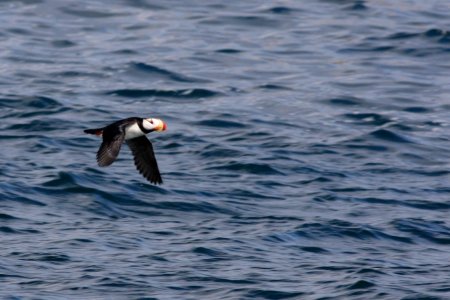 Horned Puffin