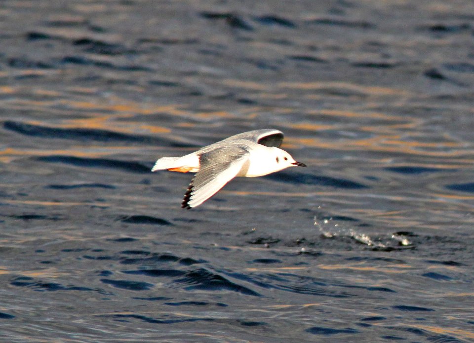 GULL, BONAPARTE'S (12-17-11) patagonia lake, scc, az -05 cbc