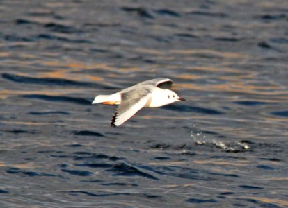 GULL, BONAPARTE'S (12-17-11) patagonia lake, scc, az -05 cbc