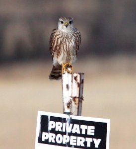 MERLIN (11-24-11) richardsoni, san rafael grasslands, scc, az -01b