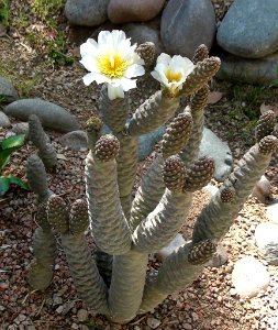 2012.05.25 Opuntia diademata