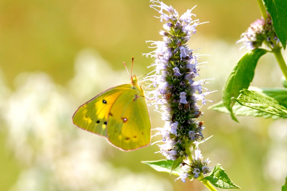 LIVELY CLOUDED SULPHUR Butterfly (Colias philodice) on Butterfly Bush ( Buddleja Davidii )   at  Black Hill Regional Park, Boyds, Maryland - Butterfly
