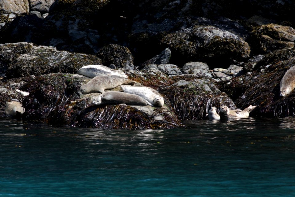Harbor Seals