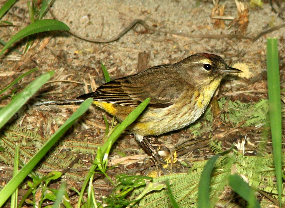 WARBLER, PALM (4-19-12) western, convention center, south padre island, tx -01a