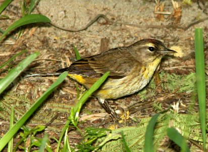 WARBLER, PALM (4-19-12) western, convention center, south padre island, tx -01a