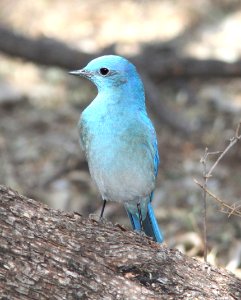 BLUEBIRD, MOUNTAIN (2-16-12) patagonia lake, scc, az -04