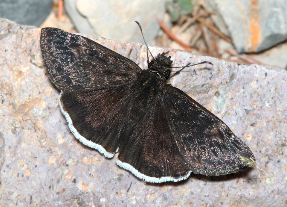 DUSKYWING, MOURNFUL (Erynnis tristis) (10-3-11) sawmill canyon, huachuca mts, cochise co, az -01