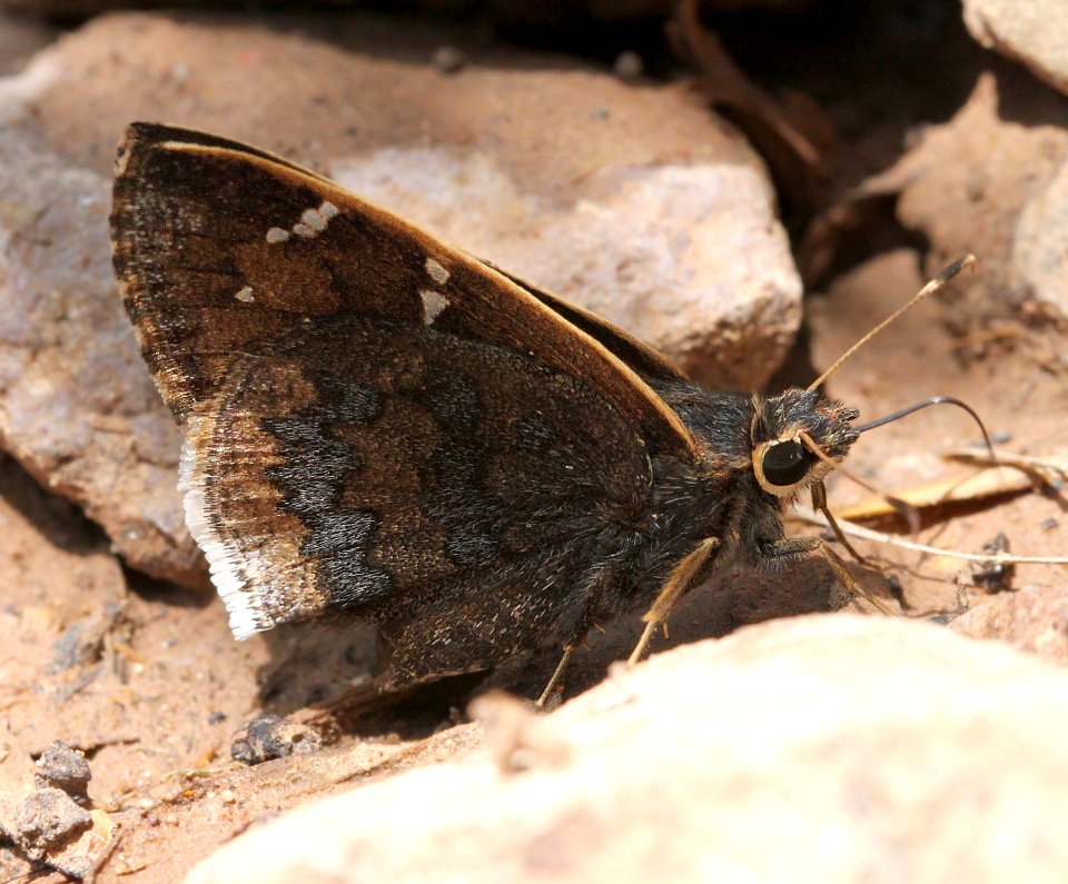 SKIPPER, GOLD-COSTA (Cogia caicus) (7-23-12) creek crossing, red mt road, patagonia mts, scc, az -01